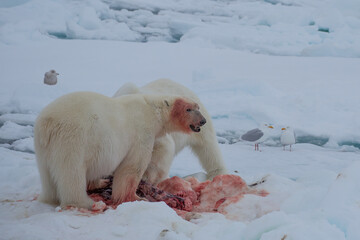 Polar Bear (Ursus maritimus) Spitsbergen North Ocean - obrazy, fototapety, plakaty