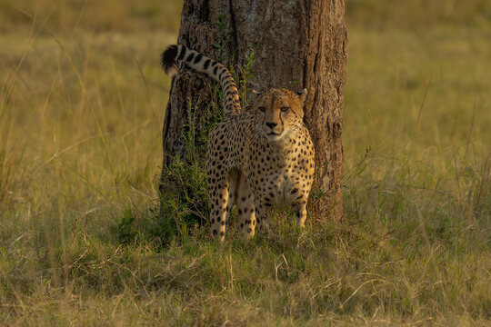 A horizontal photograph of a female Cheetah (acinonyx jubatus) and her cubs on an anthill on the lookout over the plains in the Masai Mara at sunrise
