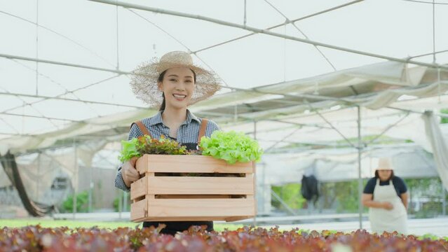 Asian beautiful woman farmer work in vegetables hydroponic green farm.