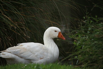 white goose on the grass