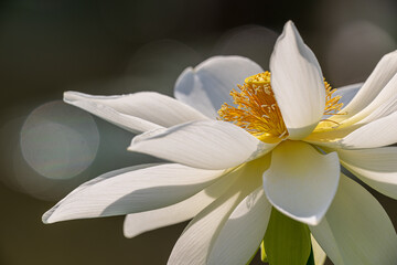 white lotus flower head in sunlight 