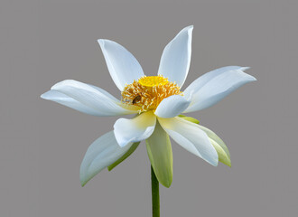 isolated white lotus flower on solid gray background