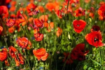 Poppy flowers on the field on a summer sunny day