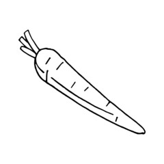 Carrot. A hand-drawn outline of a whole vegetable. Vector linear illustration in doodle style, isolated. Drawing with a black line on a white background. For the design of postcards, prints, stickers.
