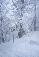 Naklejka premium Winter forest on a foggy day