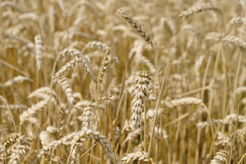 Wheat golden background. Selective focus.