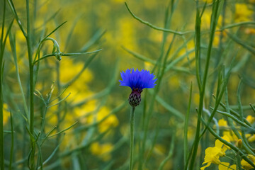 flowers in the field