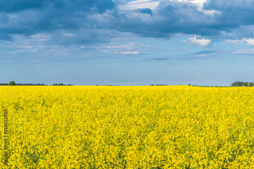 Wall mural Rape field