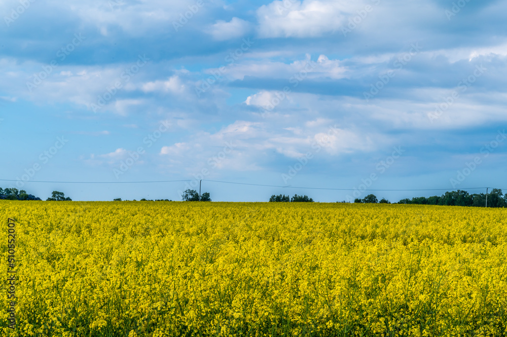 Wall mural Rape field