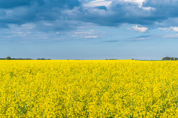 Obraz premium Rape field
