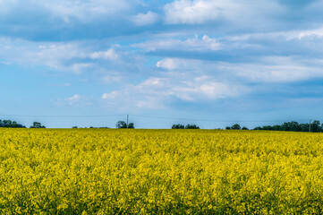 Rape field