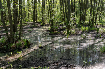 Obraz premium Swamp view