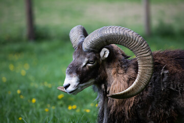 European mouflon with beautiful horns