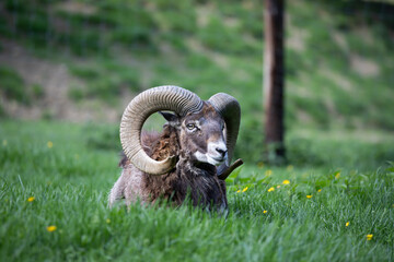 European mouflon with beautiful horns