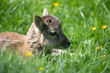 Portrait of a mouflon cub in a green meadow