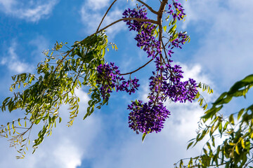 Flowering violet Wisteria Sinensis. Blue Chinese wisteria is a species of flowering plant. Israel