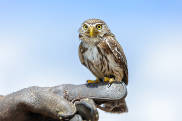 Little owl perching on leather glove in front of blue sky