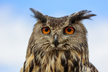 Close up of a big owl head with orange eyes