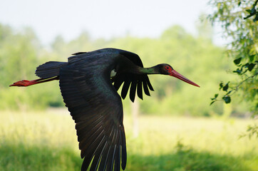 black stork