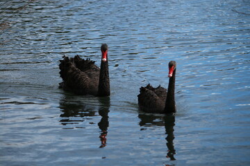black swan on the lake