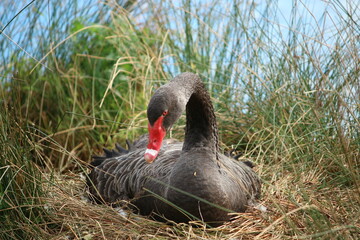 black swan is incubating its eggs