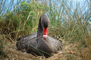black swan is incubating its eggs