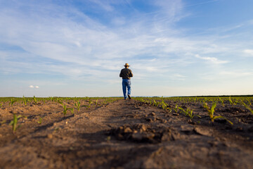 Rear view of senior farmer standing in corn field examining crop at sunset.