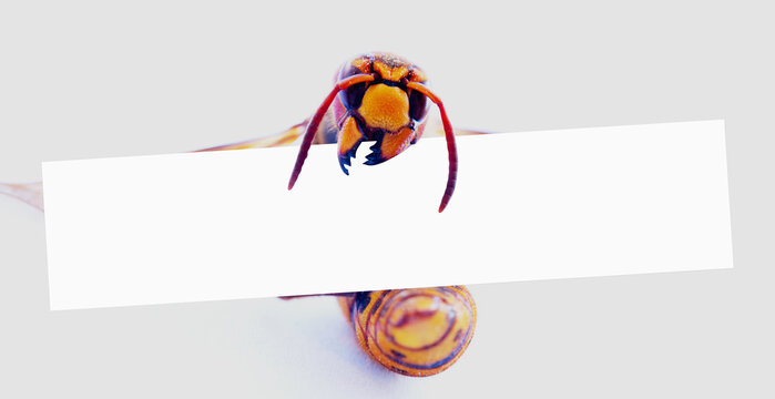 Macro image of head of wasp or hornet with mandibular and white banner for text. Copy space for design. Horizontal image.