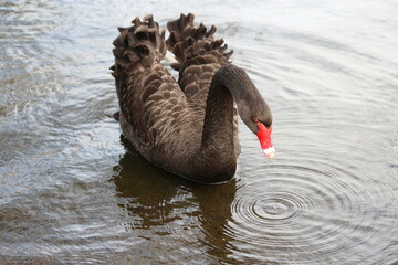 black and white swan