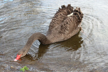 goose in the water