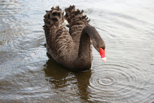 black and white swan