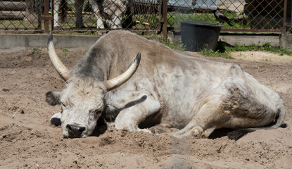 Fototapeta premium Hungarian grey cattle relax outdoor on zoo