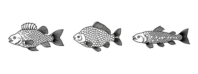 Deutscher Süßwasserfisch - Vector Illustration - Flussbarsch, Karausche, Bachforelle  - obrazy, fototapety, plakaty