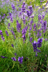 Lavender violet flowers cultivated in park