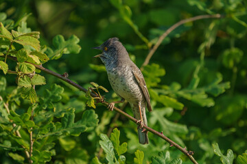 Barred Warbler (Sylvia nisoria) perched on a thorny branch