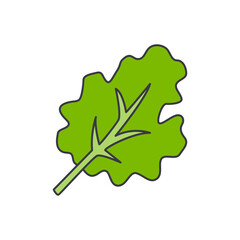 Obraz premium kale leaf icon in color, isolated on white background 