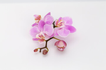 Pink orchid isolated on white background.