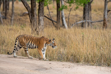 Fototapeta na wymiar wild bengal female tiger on stroll or walking in scenic background during outdoor jungle safari at kanha national park forest or tiger reserve madhya pradesh india asia - panthera tigris tigris