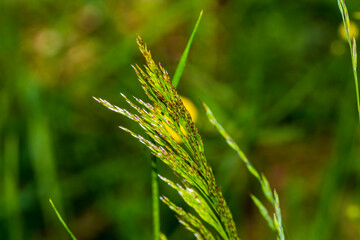 green wheat field