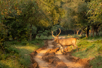 large adult wild male Sambar deer or rusa unicolor with long antlers crossing forest track or...