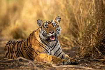 eye level shot of wild female bengal tiger or tigress close up or portrait with eye contact in hot...