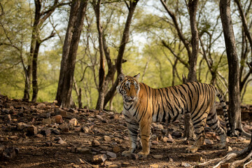 Obraz na płótnie Canvas wild bengal female tiger side profile standing in natural scenic green background in safari at ranthambore national park forest tiger reserve sawai madhopur rajasthan india - panthera tigris tigris