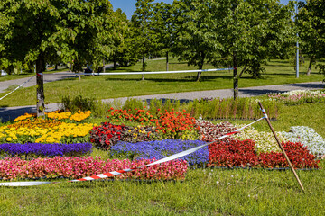 flower seedlings of various colors stand on the grass in the park