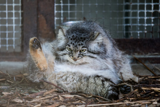 Pallas cat. Otocolobus manul. Manul. Portrait of cute furry adult manul in zoo.