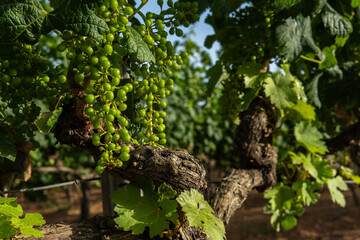 Fototapeta na wymiar Close-up of a growing grape vine