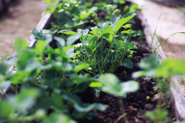 Young sprouts of seedlings in the vegetable garden. Greenery in a greenhouse. Fresh herbs in the spring on the beds.