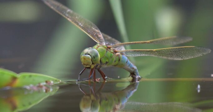 An emperor dragonfly depositing eggs in the water