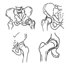 Hip Bone line icon vector illustration logo design.