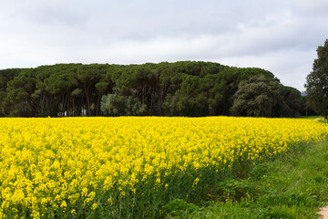 Spring and field full of yellow rapeseed blossoms