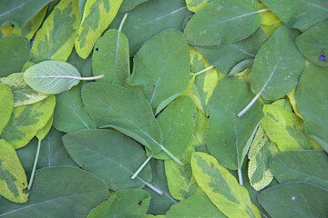 sage herb leaves wallpaper